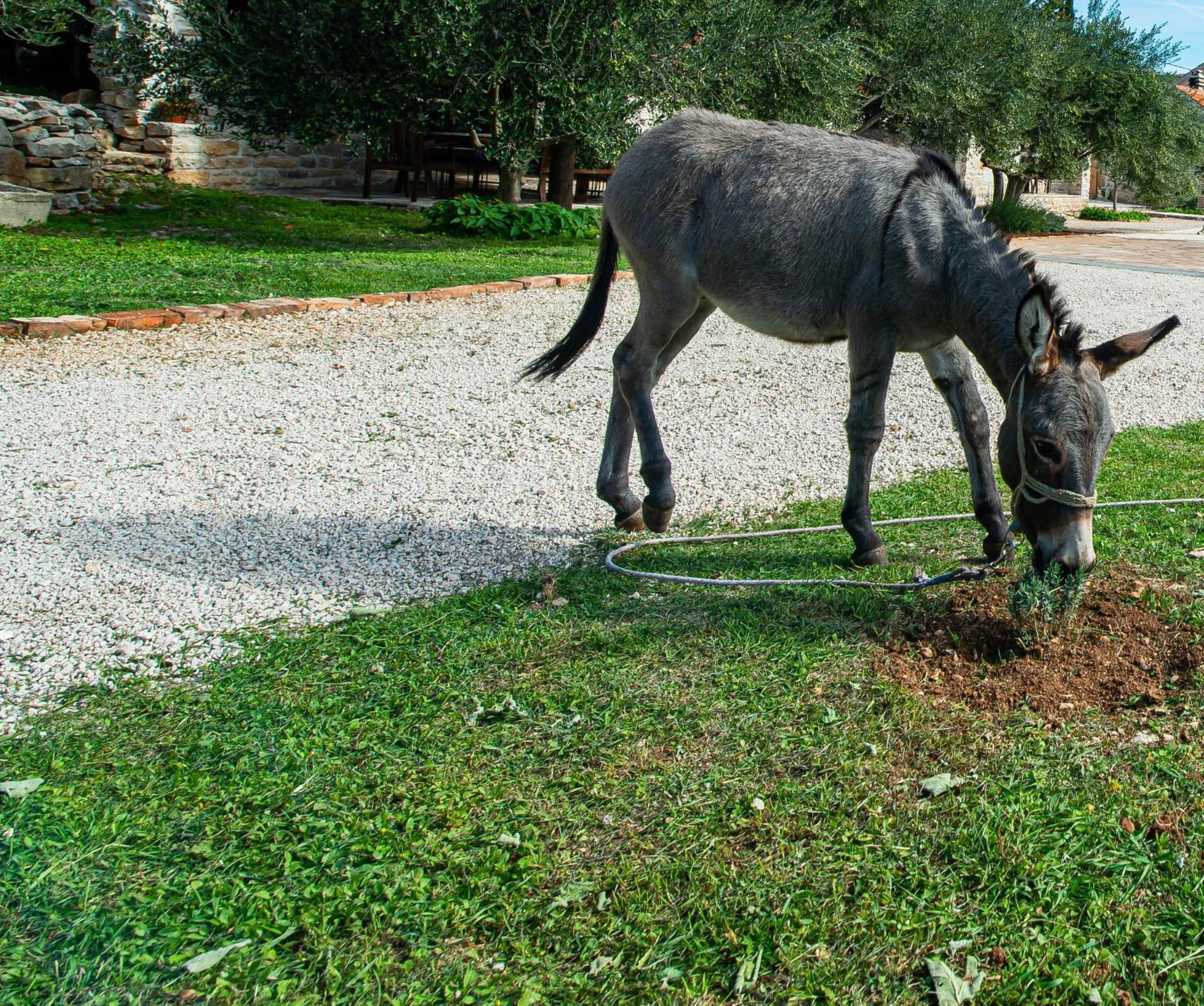 Dalmatian Country House Irena Bruska Zewnętrze zdjęcie